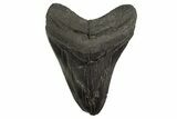 Serrated, Fossil Megalodon Tooth - South Carolina #331620-1